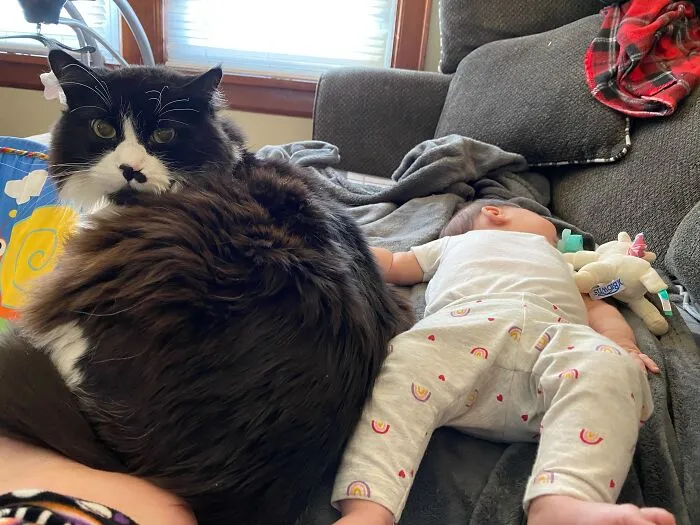 A fluffy black and white cat laying on a sofa guarding a sleeping baby, representing pets looking after babies.