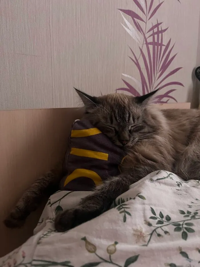 Fluffy cat sleeping on a bed pillow showing weird pet poses.
