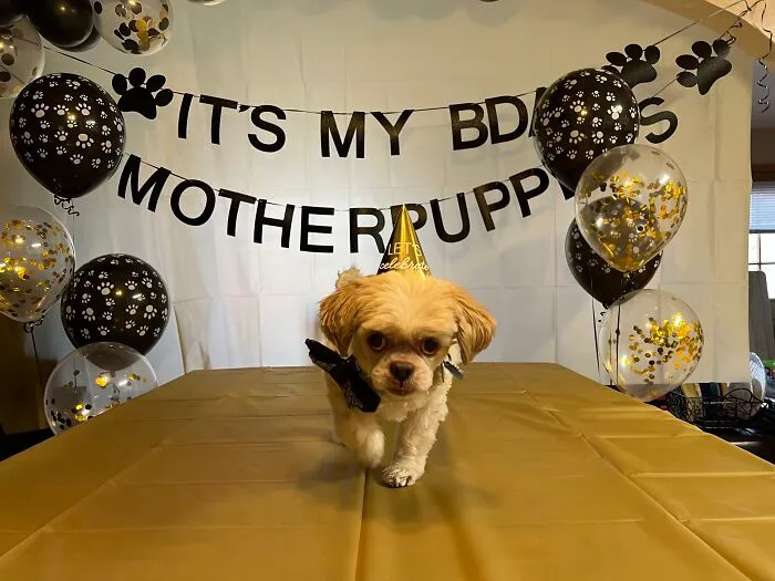 Peak Spoiled Pet. His 14th Birthday In ‘22. He Got Homemade Food, Cupcakes & Walked The Catwalk At His Paw-Ty. He Crossed The Rainbow Bridge Last Year, But His Sisters Are Just As Spoiled