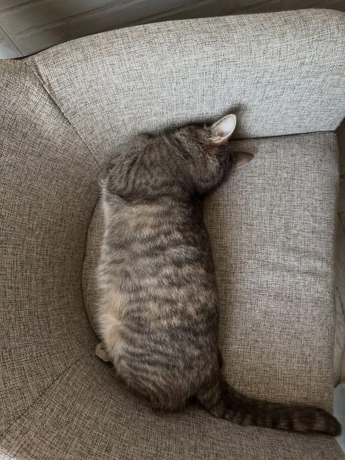 Tabby cat curled up against chair backrest showing weird pet poses