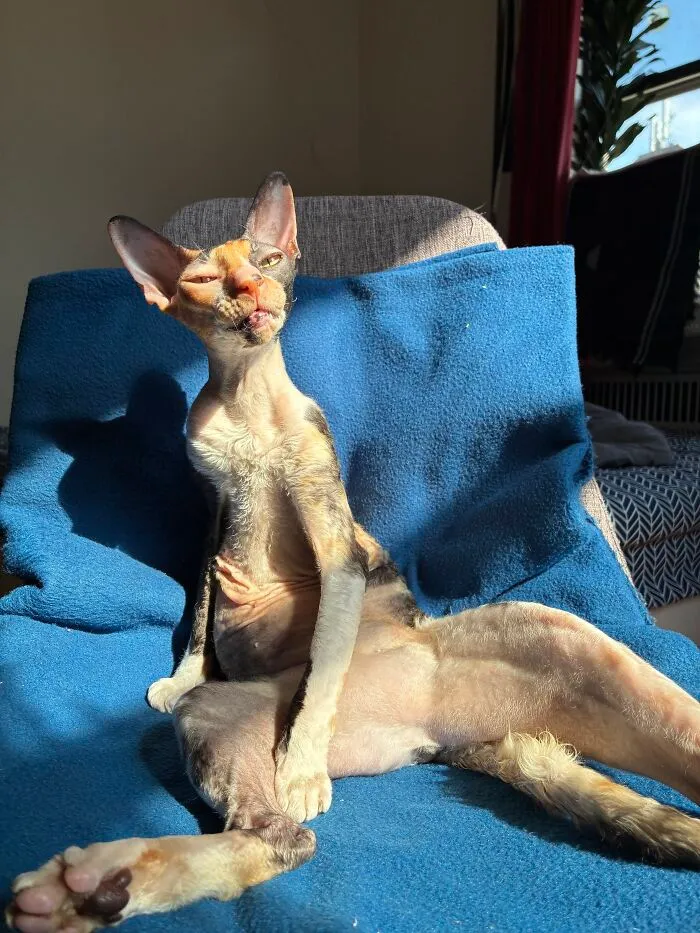 Hairless Cornish Rex cat sitting upright on blue armchair in weird pet poses soaking up sunlight.