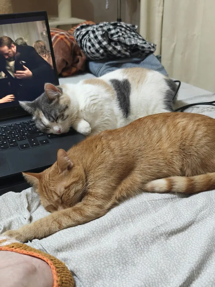 Two sleeping cats resting in weird pet poses near a laptop keyboard on a bed.