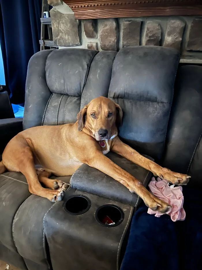 The Big Guy, I Rehomed Him With My Best Friend. That Is His Own Couch. 🫣🥰