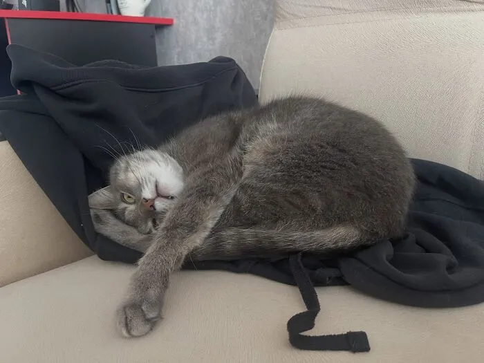 A grey cat twisted into weird pet poses sleeping upside down on a couch cushion.
