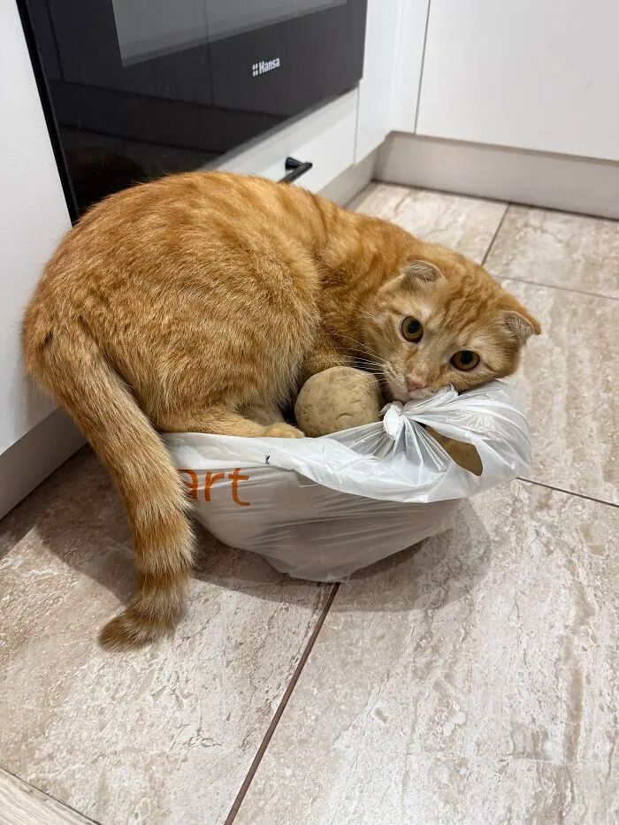 A ginger Scottish Fold cat sitting in a plastic grocery bag of potatoes, showing weird pet poses.