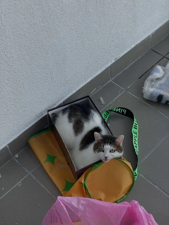 Cute tabby and white cat squeezed tightly inside a small cardboard box showing weird pet poses.