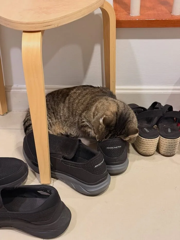 A tabby cat sleeping with its head inside a shoe, demonstrating weird pet poses.