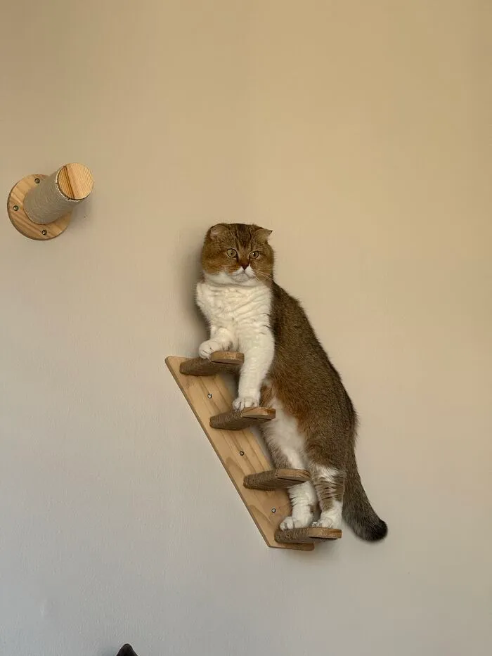 A Scottish Fold cat standing upright on a wall-mounted ladder displaying weird pet poses.