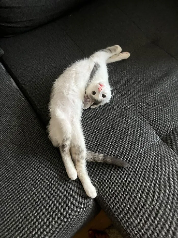 White and grey kitten stretching upside down on a dark couch showcasing weird pet poses.