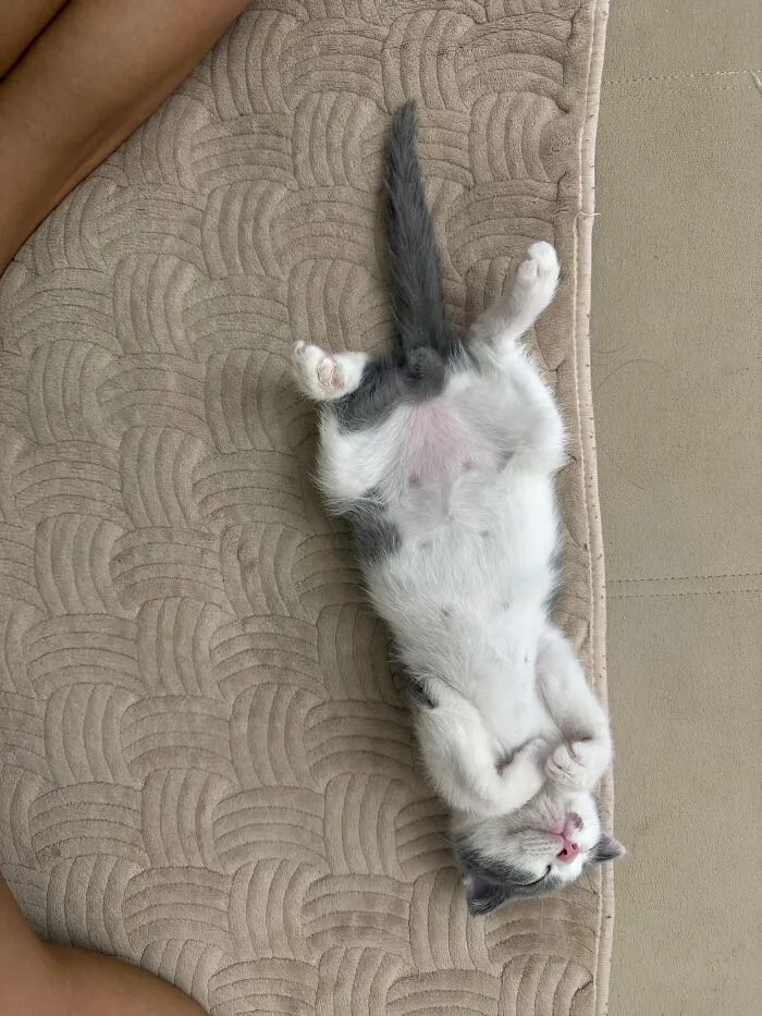 A small kitten sleeping flat on its back showing off cute and weird pet poses.