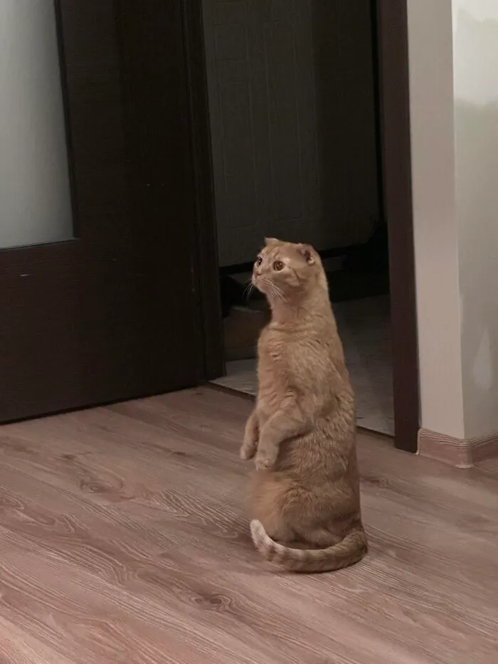 An orange cat standing on its hind legs in funny weird pet poses inside a house.