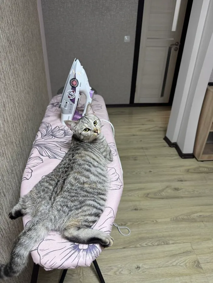 A grey tabby cat sprawling out flat on a pink floral ironing board in weird pet poses.