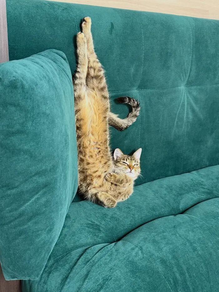 A tabby cat relaxing upside down on a green couch showcases weird pet poses.