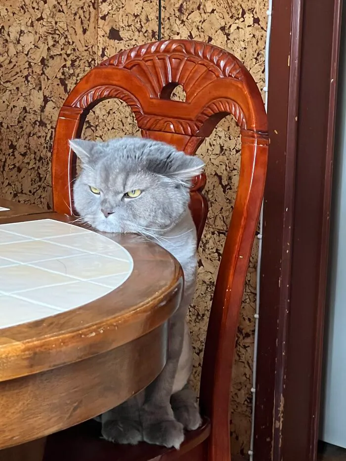 A grumpy grey cat displaying weird pet poses sitting at a wooden dining table.