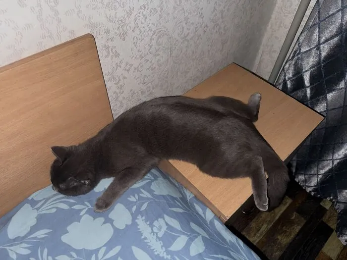 A gray cat sleeping stretched between a bed and a nightstand in weird pet poses.
