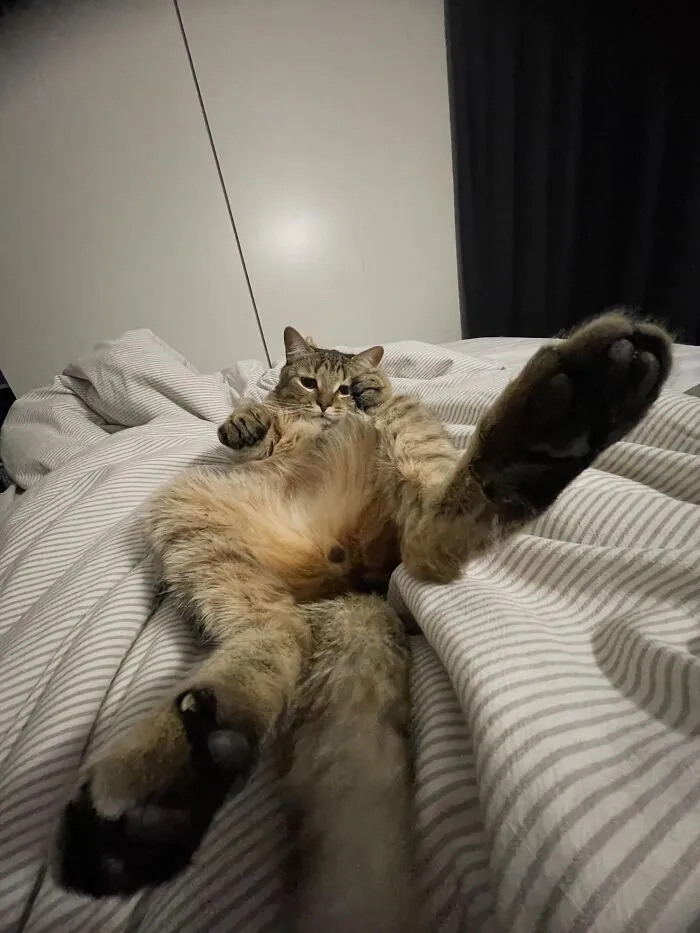 A cat sprawled back on a bed with paws outstretched, an example of weird pet poses.