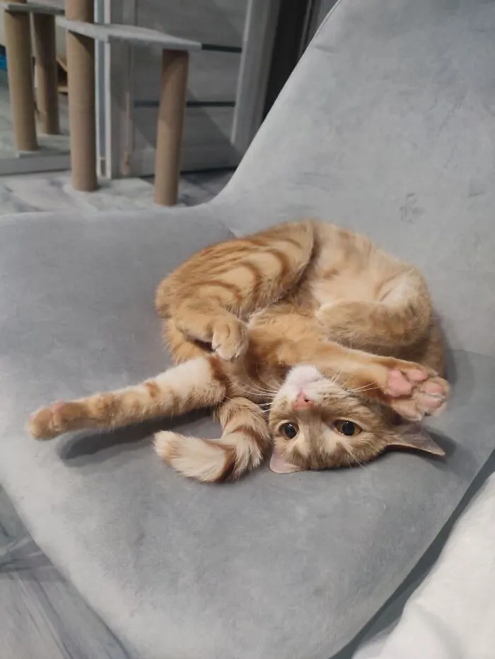 An orange tabby cat lying upside down on a chair in one of many weird pet poses.
