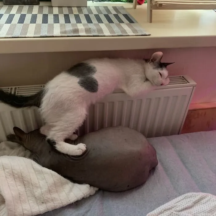 White cat sleeping on a radiator while resting on a hairless cat in weird pet poses.