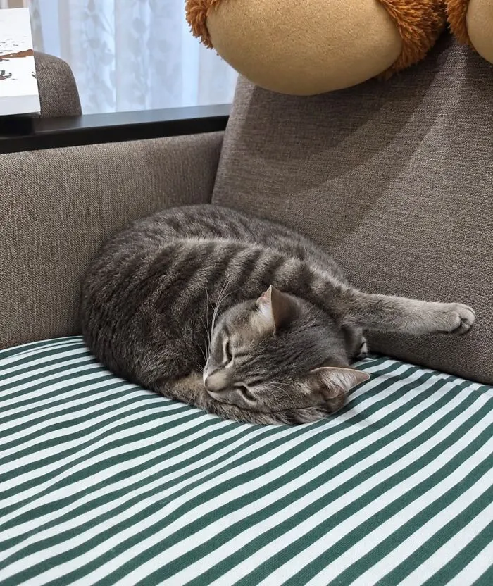 A tabby cat sleeping curled up on an armchair exemplifies weird pet poses.