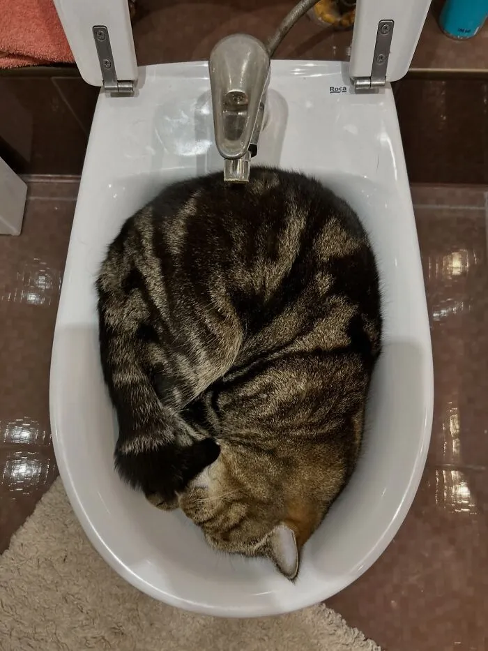 Tabby cat curled tightly inside a bathroom bidet showing weird pet poses while sleeping