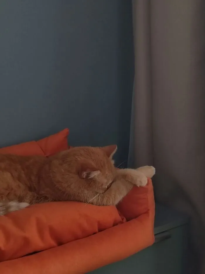 An orange cat resting its head on its paws in one of many weird pet poses.