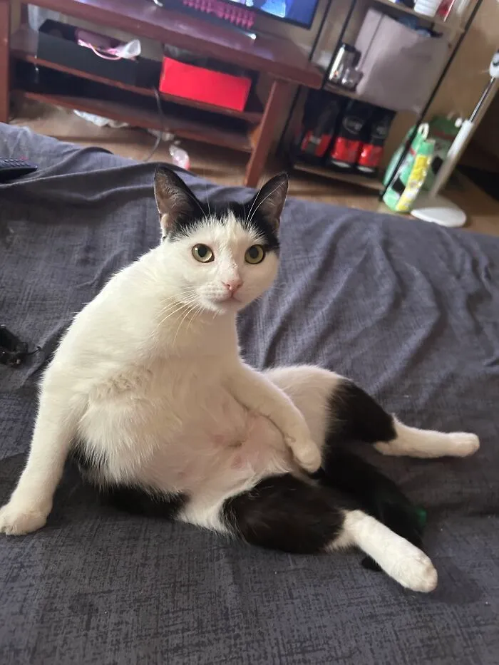 A black and white cat sitting upright awkwardly, showing weird pet poses.