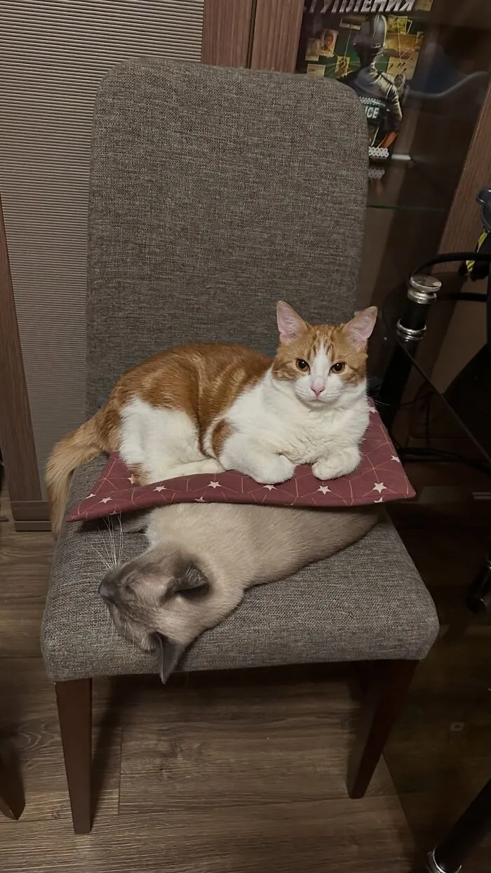 One cat sitting directly on top of another cat on a chair in one of many weird pet poses.