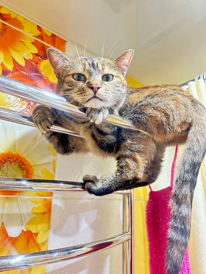 A funny cat clinging to a metal rack displays weird pet poses.