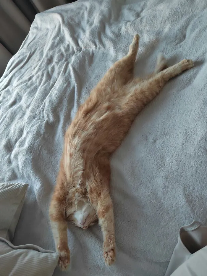 An ginger cat lying completely stretched out on a bed in weird pet poses.