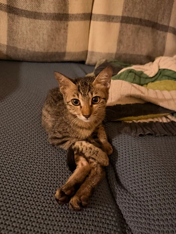 A tabby kitten sitting with crossed legs showcasing weird pet poses