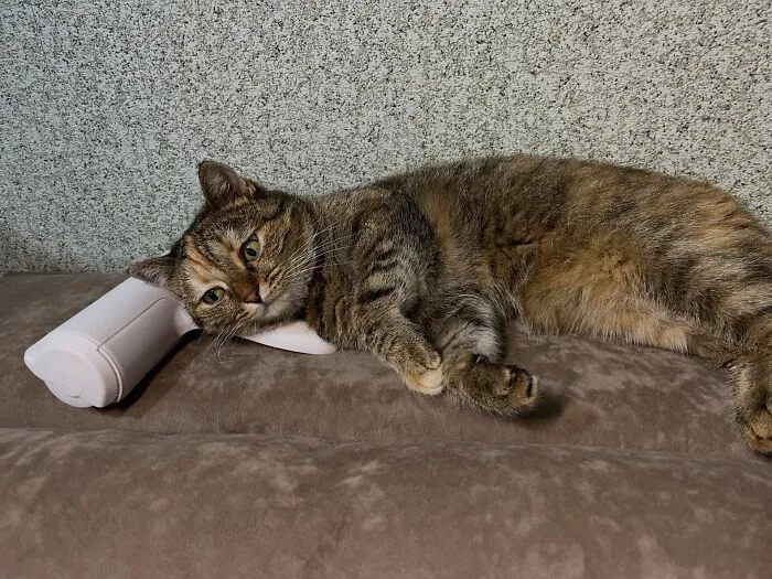 A tabby cat resting its head awkwardly on a plastic object on a couch, an example of weird pet poses