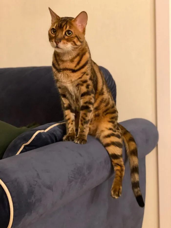 A Bengal cat sitting on a couch armrest showcasing weird pet poses with one leg hanging down.