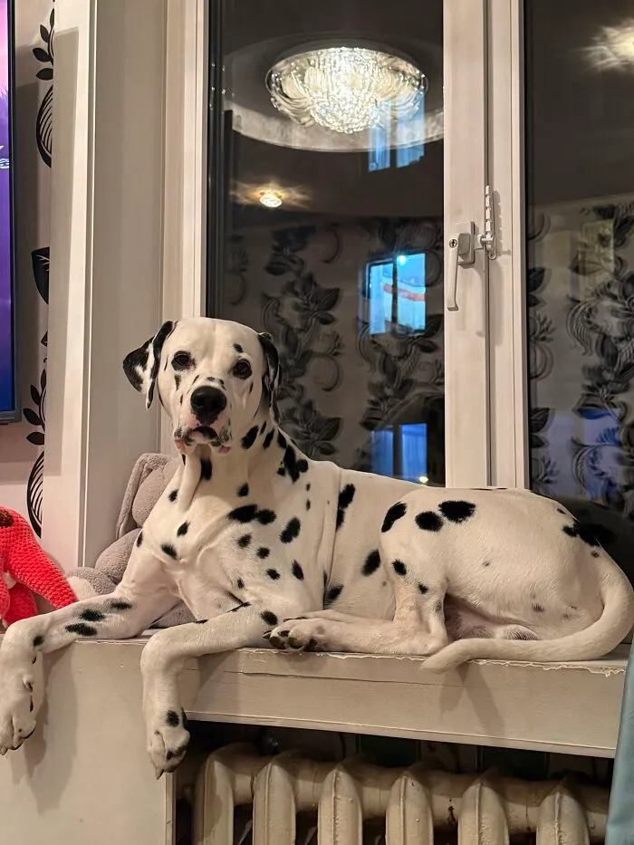 Spotted Dalmatian dog lying uncomfortably on a narrow window sill exhibiting weird pet poses inside a home.