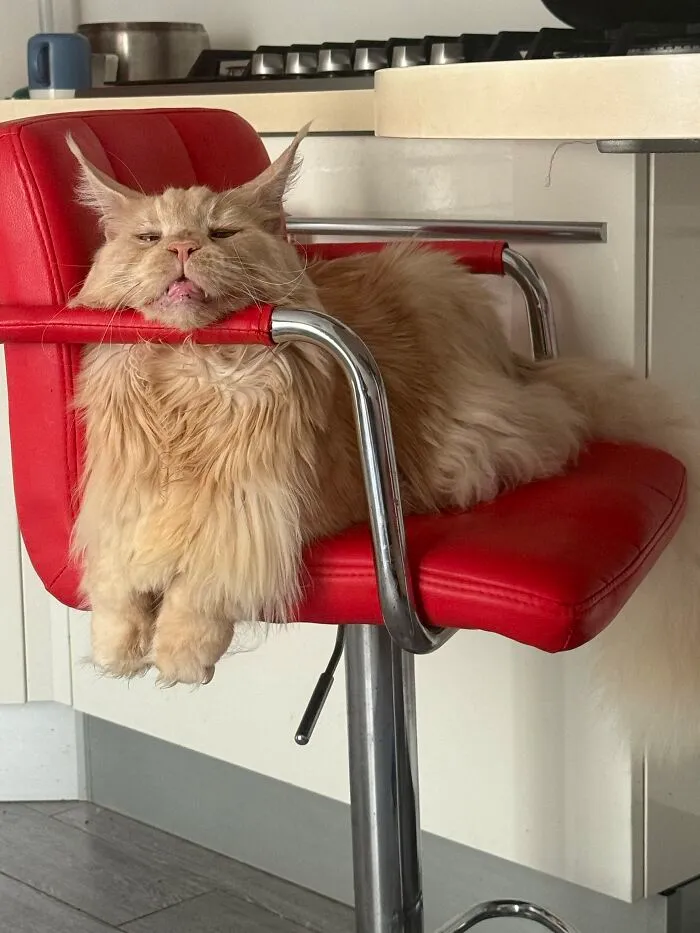 Fluffy ginger cat resting lazily on a red stool with weird pet poses.