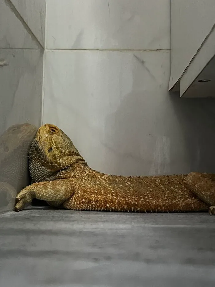 Bearded dragon lizard lying flat against tiled wall showing weird pet poses while resting indoors.