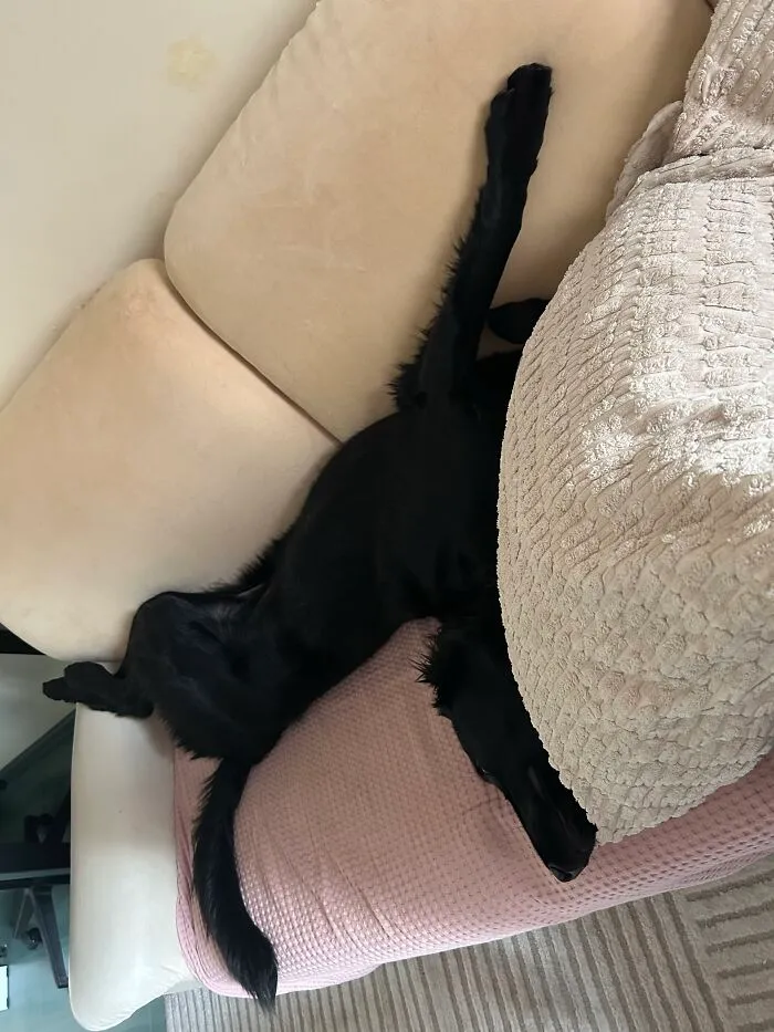 A black dog sleeping in a strange upside down position on a beige sofa, demonstrating weird pet poses