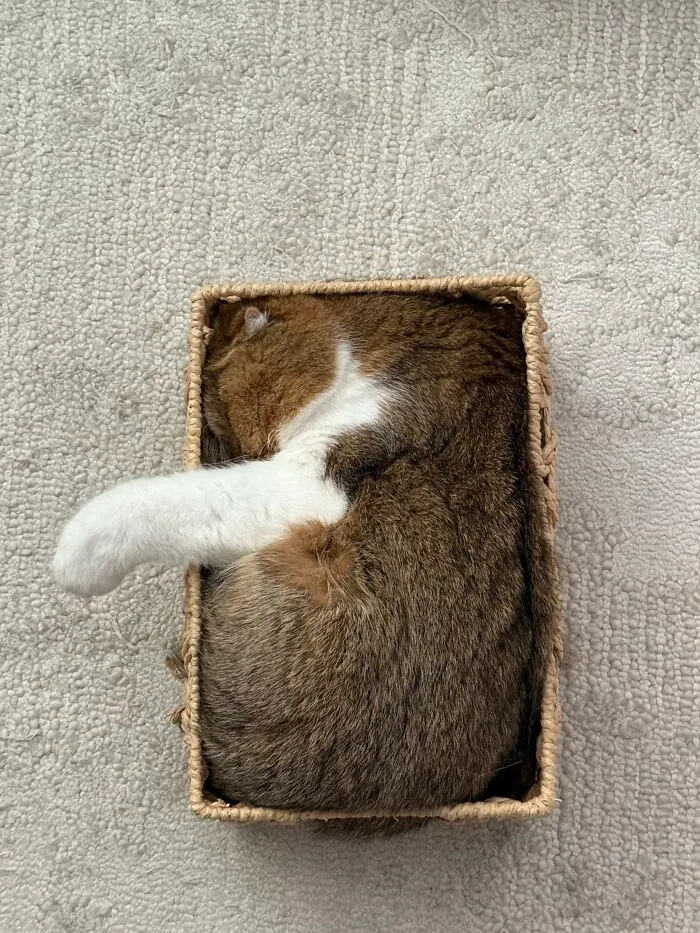 A sleeping cat curled up tightly inside a small rectangular basket showcasing weird pet poses.