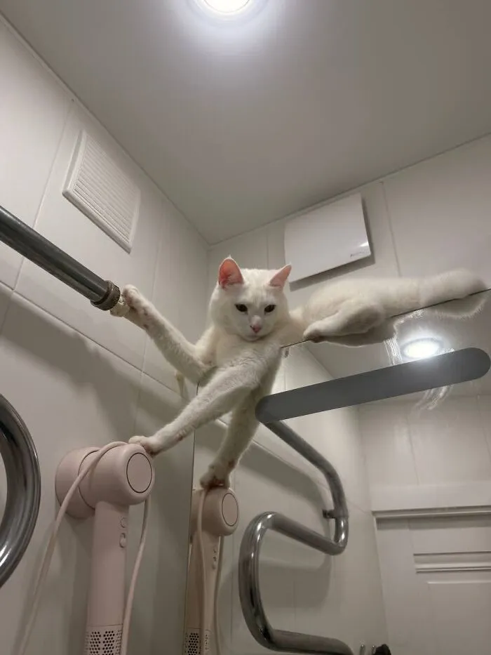 A white cat balancing awkwardly in the bathroom highlights weird pet poses.