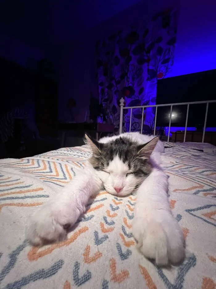 A sleeping cat lying flat on a patterned bed stretching its paws forward in weird pet poses.