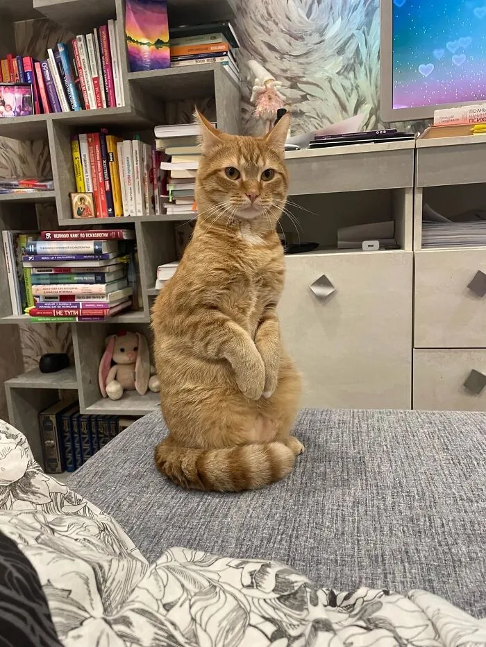 An orange tabby sitting upright on a couch in one of several weird pet poses