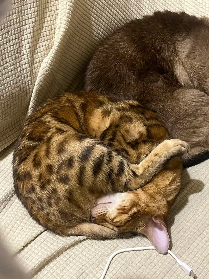 Spotted cat curled tightly into a complete circle while sleeping, showcasing weird pet poses.