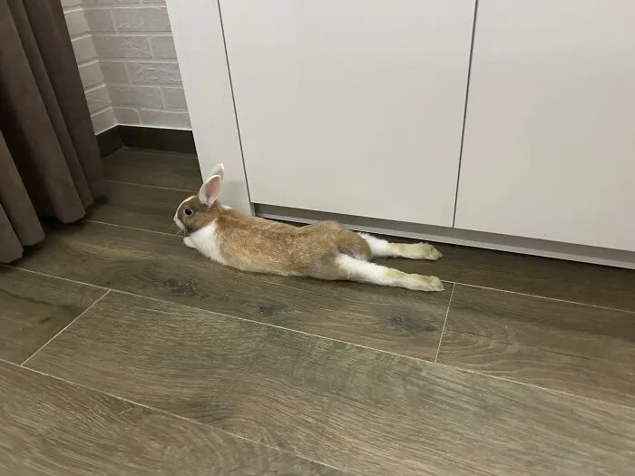 A brown and white rabbit splooting flat on the floor showcases weird pet poses.