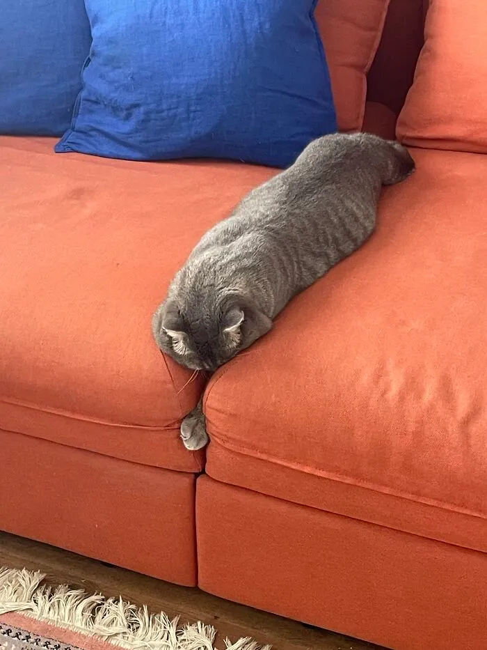 A gray cat lying face down between sofa cushions shows one of many weird pet poses.