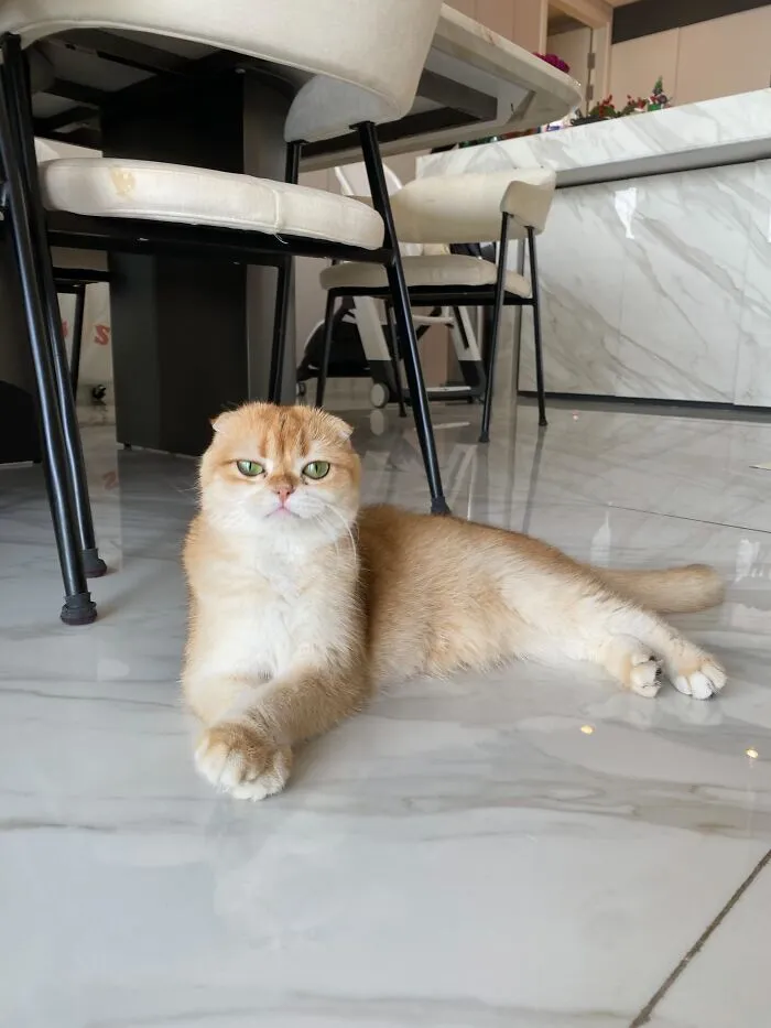 Orange Scottish Fold cat lounging elegantly under a dining table in weird pet poses.