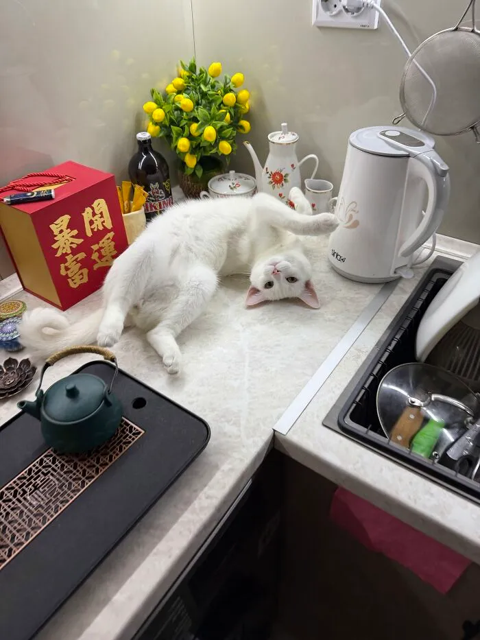Playful white cat lying upside down on a kitchen counter in one of many weird pet poses.