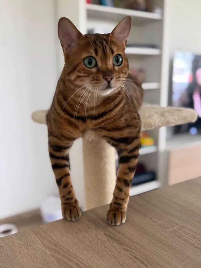 Bengal cat displaying weird pet poses while standing on cat tree with long front legs dangling