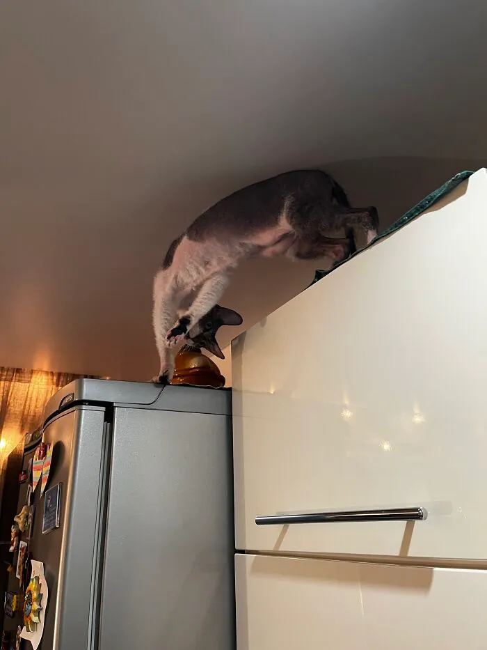 Cat bending downward while stretching between a refrigerator and a kitchen cabinet in one of many weird pet poses.