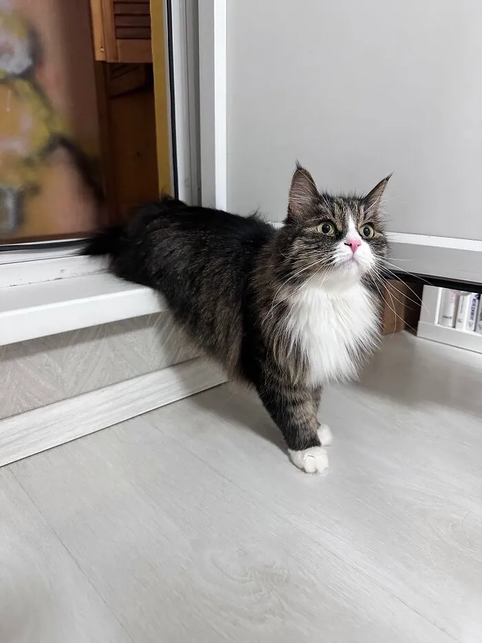 Fluffy longhair cat stretching from a window ledge to the floor in one of many weird pet poses.