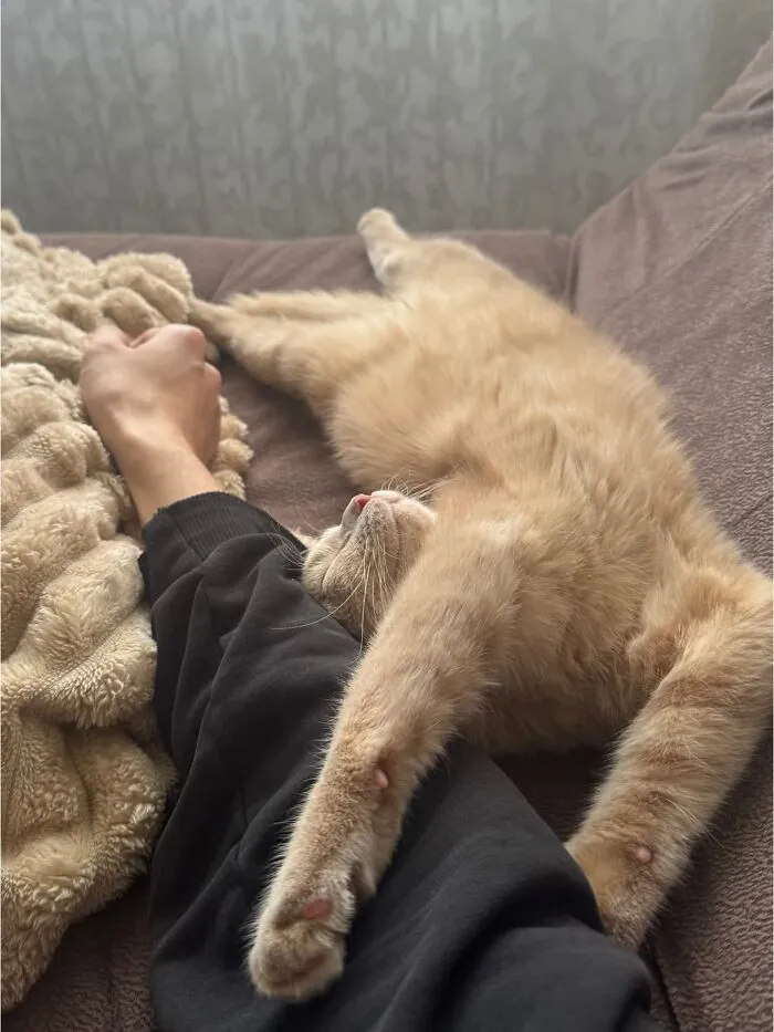 Orange tabby cat sleeping on back in weird pet poses next to human arm