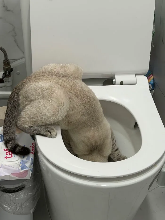 A cat leaning inside a toilet in one of many weird pet poses